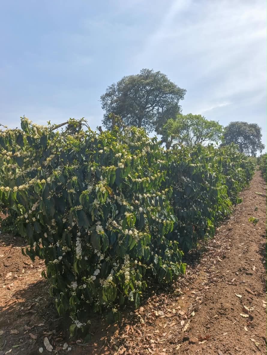 Coffee trees in flower under shade trees at Lutefo