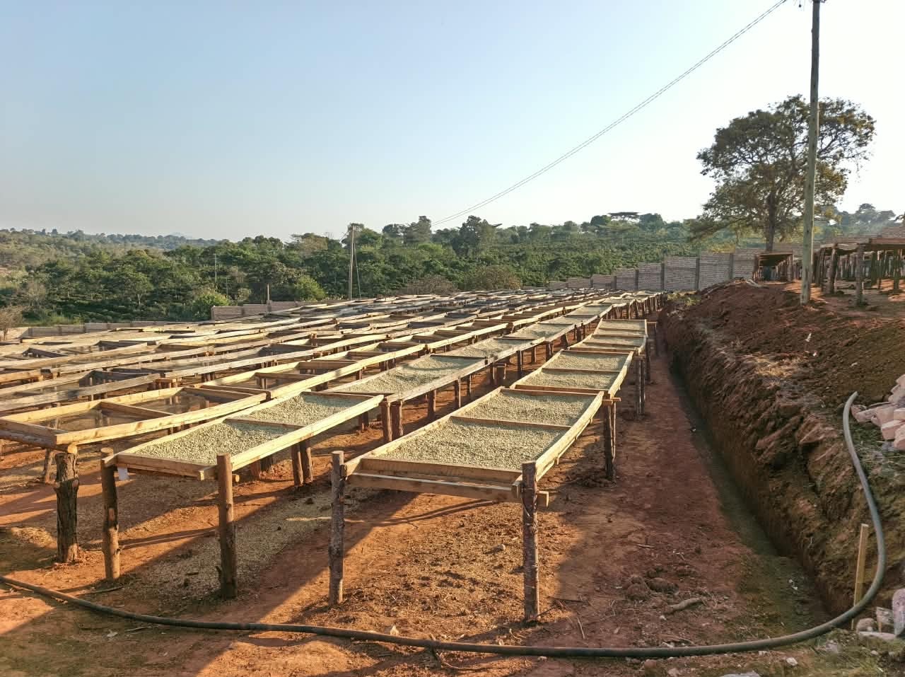 Coffee drying on raised beds at Lutefo