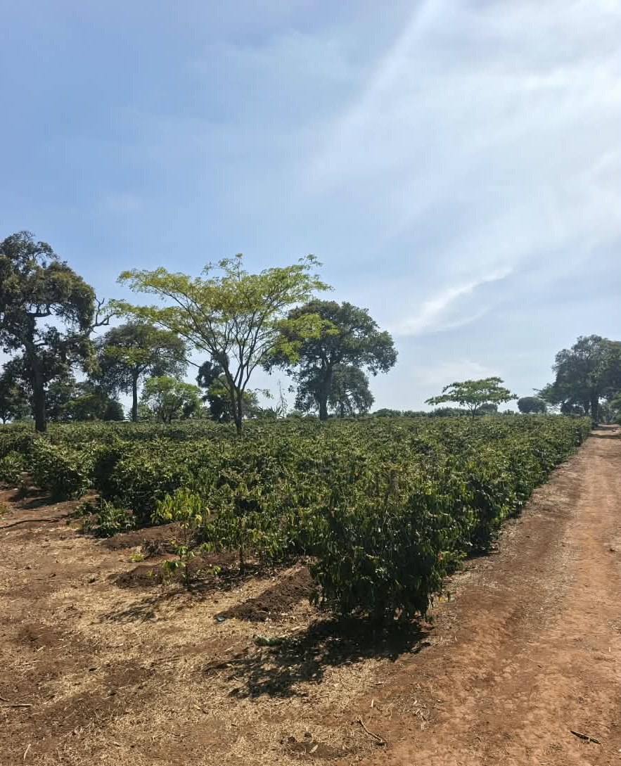 Coffee trees on the Lutefo farm